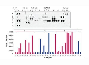 mCytokine Array Kit, (1 Kit)