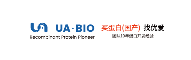 IL-17A Protein, Human