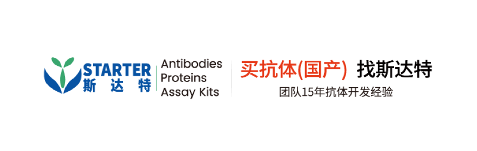 Mouse Anti-Human CD276 Antibody (S-2965)